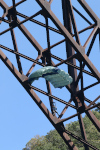 BridgeDay 2017 Photo #35