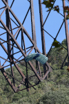 BridgeDay 2017 Photo #38