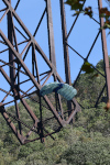 BridgeDay 2017 Photo #39